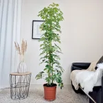 Szeflera drzewkowata (Schefflera arbolicora 'Gold Capella') 180cm