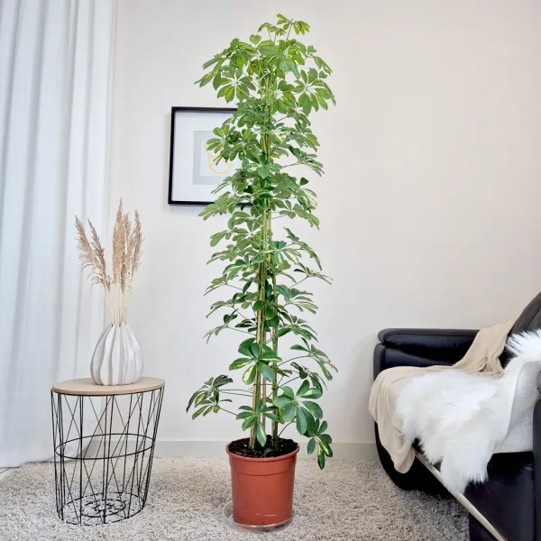 Szeflera drzewkowata (Schefflera arbolicora 'Gold Capella') 180cm