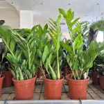 Zamiokulkas zamiolistny (Zamioculcas zamiifolia 'Pixie') 60cm
