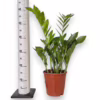 Zamiokulkas zamiolistny (Zamioculcas zamiifolia 'Pixie') 60cm
