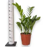 Zamiokulkas zamiolistny (Zamioculcas zamiifolia 'Pixie') 60cm