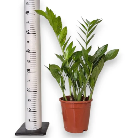 Zamiokulkas zamiolistny (Zamioculcas zamiifolia 'Pixie') 60cm