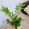Zamiokulkas zamiolistny (Zamioculcas zamiifolia 'Pixie') 60cm