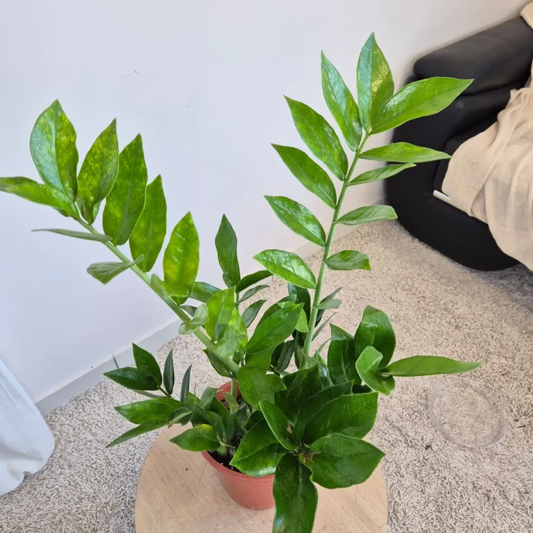 Zamiokulkas zamiolistny (Zamioculcas zamiifolia 'Pixie') 60cm