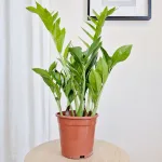 Zamiokulkas zamiolistny (Zamioculcas zamiifolia 'Pixie') 60cm