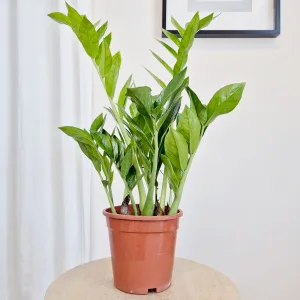 Zamiokulkas zamiolistny (Zamioculcas zamiifolia 'Pixie') 60cm