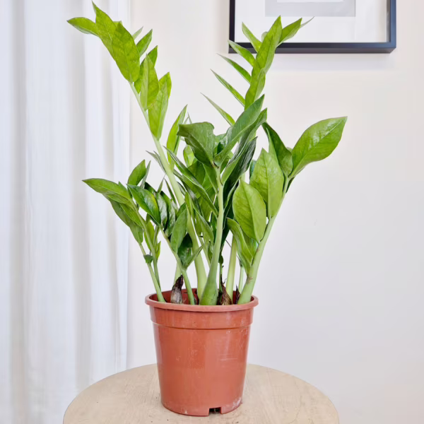 Zamiokulkas zamiolistny (Zamioculcas zamiifolia 'Pixie') 60cm