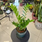 Zamiokulkas zamiolistny (Zamioculcas zamiifolia 'Pixie') 60cm