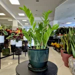 Zamiokulkas zamiolistny (Zamioculcas zamiifolia 'Pixie') 60cm