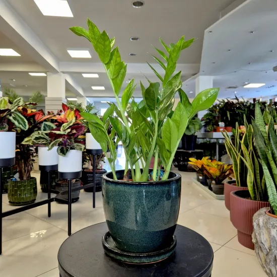 Zamiokulkas zamiolistny (Zamioculcas zamiifolia 'Pixie') 60cm