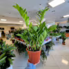 Zamiokulkas zamiolistny (Zamioculcas zamiifolia 'Pixie') 60cm