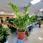 Zamiokulkas zamiolistny (Zamioculcas zamiifolia 'Pixie') 60cm