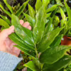 Zamiokulkas zamiolistny (Zamioculcas zamiifolia 'Pixie') 60cm