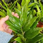 Zamiokulkas zamiolistny (Zamioculcas zamiifolia 'Pixie') 60cm