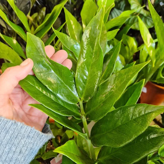 Zamiokulkas zamiolistny (Zamioculcas zamiifolia 'Pixie') 60cm