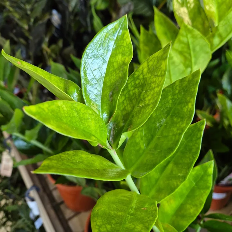Zamiokulkas zamiolistny (Zamioculcas zamiifolia 'Pixie') 60cm