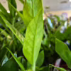 Zamiokulkas zamiolistny (Zamioculcas zamiifolia 'Pixie') 60cm