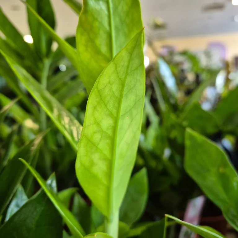 Zamiokulkas zamiolistny (Zamioculcas zamiifolia 'Pixie') 60cm