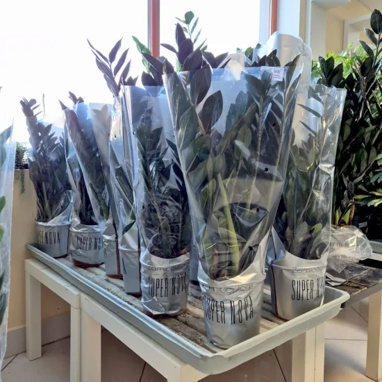 Zamiokulkas zamiolistny (Zamioculcas zamiifolia 'Super Nova') 65cm