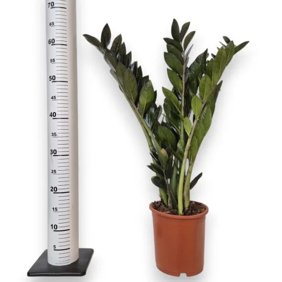 Zamiokulkas zamiolistny (Zamioculcas zamiifolia 'Super Nova') 65cm