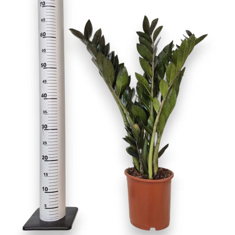 Zamiokulkas zamiolistny (Zamioculcas zamiifolia 'Super Nova') 65cm