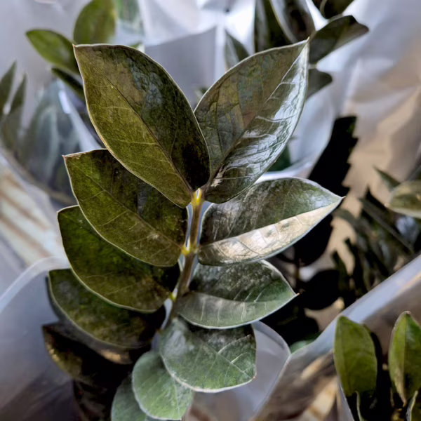 Zamiokulkas zamiolistny (Zamioculcas zamiifolia 'Super Nova') 60-65cm