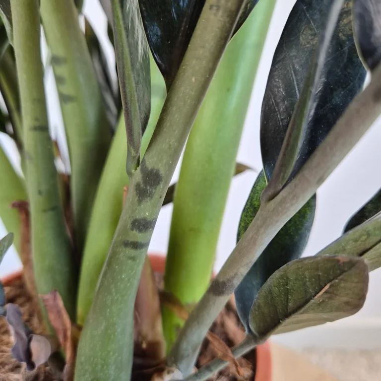 Zamiokulkas zamiolistny (Zamioculcas zamiifolia 'Super Nova') 65cm