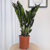 Zamiokulkas zamiolistny (Zamioculcas zamiifolia 'Super Nova') 65cm