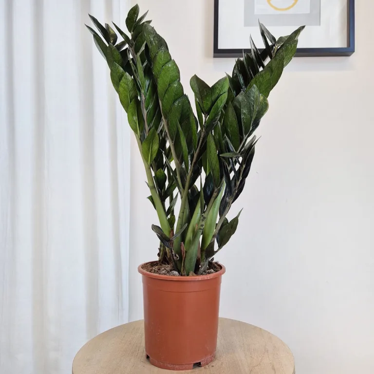 Zamiokulkas zamiolistny (Zamioculcas zamiifolia 'Super Nova') 65cm