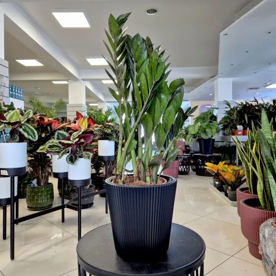 Zamiokulkas zamiolistny (Zamioculcas zamiifolia 'Super Nova') 65cm