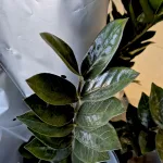 Zamiokulkas zamiolistny (Zamioculcas zamiifolia 'Super Nova') 65cm