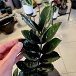 Zamiokulkas zamiolistny (Zamioculcas zamiifolia 'Super Nova') 65cm