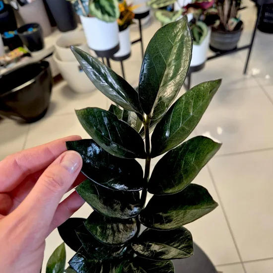 Zamiokulkas zamiolistny (Zamioculcas zamiifolia 'Super Nova') 65cm