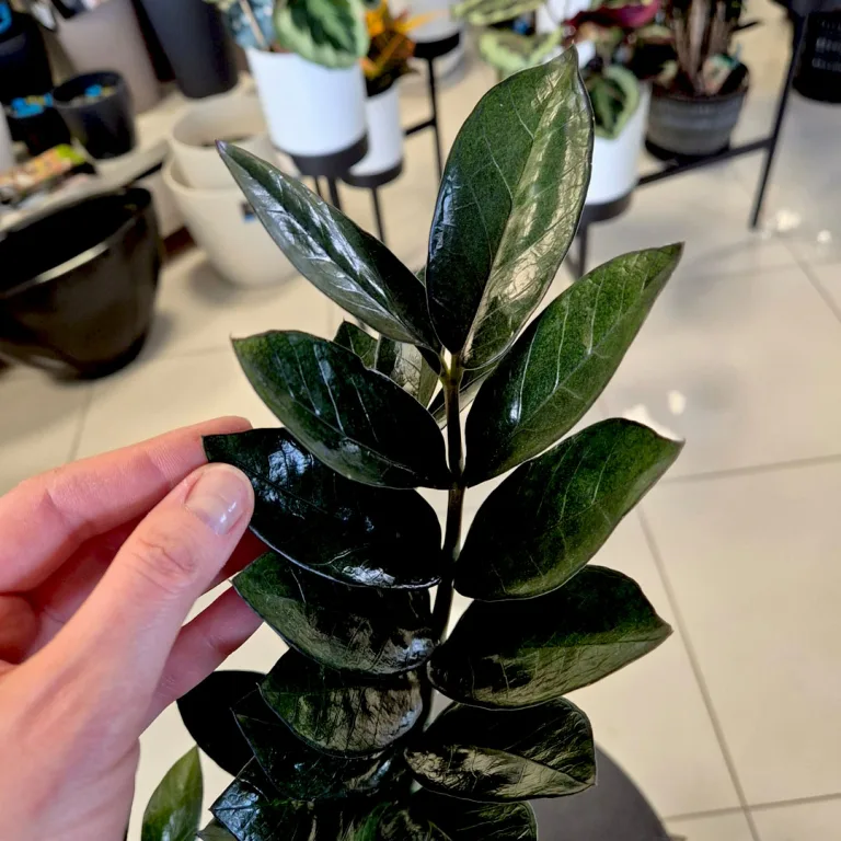 Zamiokulkas zamiolistny (Zamioculcas zamiifolia 'Super Nova') 65cm