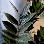 Zamiokulkas zamiolistny (Zamioculcas zamiifolia 'Super Nova') 65cm
