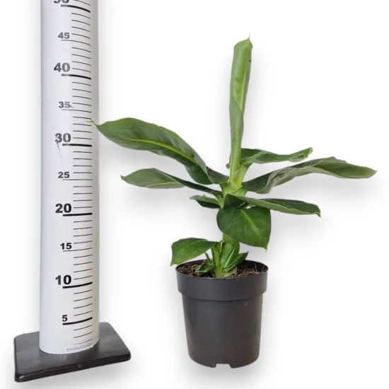 Bananowiec karłowy (Musa 'Dwarf Cavendish’)