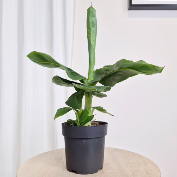 Bananowiec karłowy (Musa 'Dwarf Cavendish') 40cm