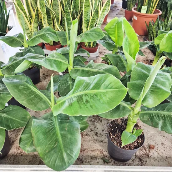 Bananowiec karłowy (Musa 'Dwarf Cavendish’)