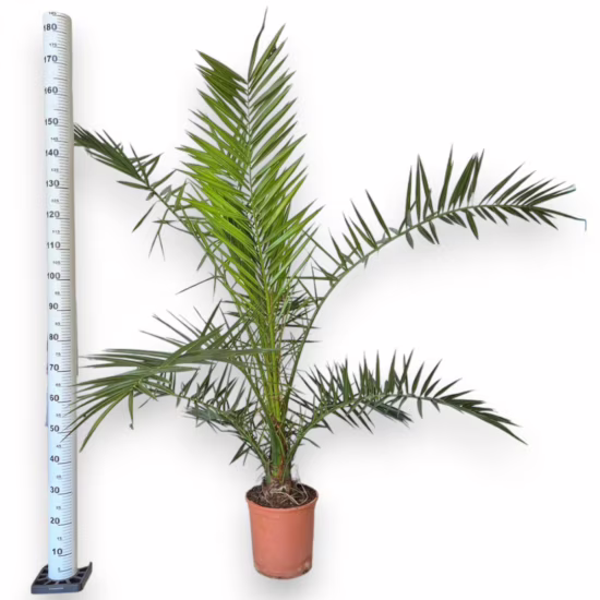 Daktylowiec kanaryjski (Phoenix canariensis)