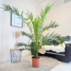 Daktylowiec kanaryjski (Phoenix canariensis)