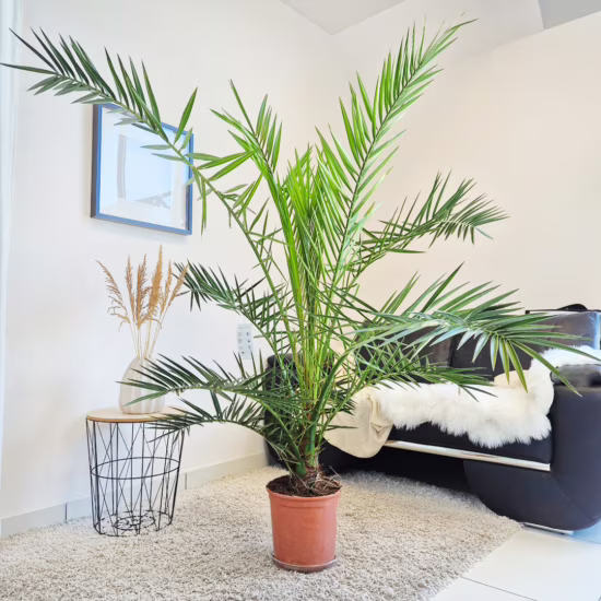 Daktylowiec kanaryjski (Phoenix canariensis)