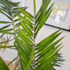 Daktylowiec kanaryjski (Phoenix canariensis)