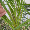 Daktylowiec kanaryjski (Phoenix canariensis)