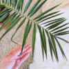 Daktylowiec kanaryjski (Phoenix canariensis)