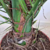 Daktylowiec kanaryjski (Phoenix canariensis)