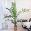 Daktylowiec kanaryjski (Phoenix canariensis)
