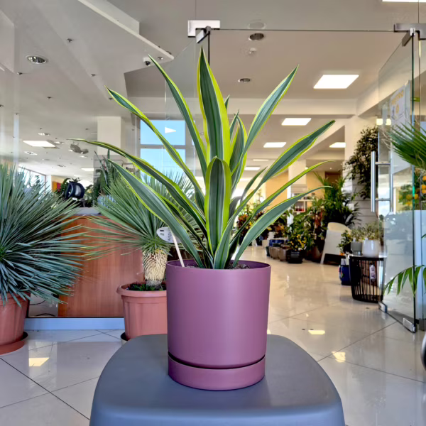 Dracena wonna (Dracaena fragrans 'Lemon Lime') 145-150cm