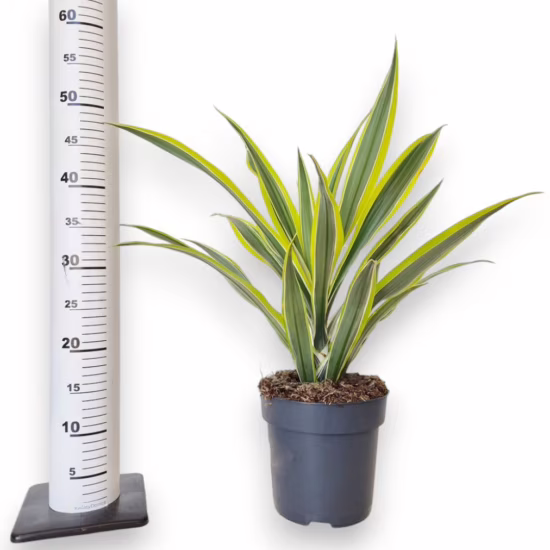 Dracena wonna (Dracaena fragrans 'Lemon Lime') 50cm