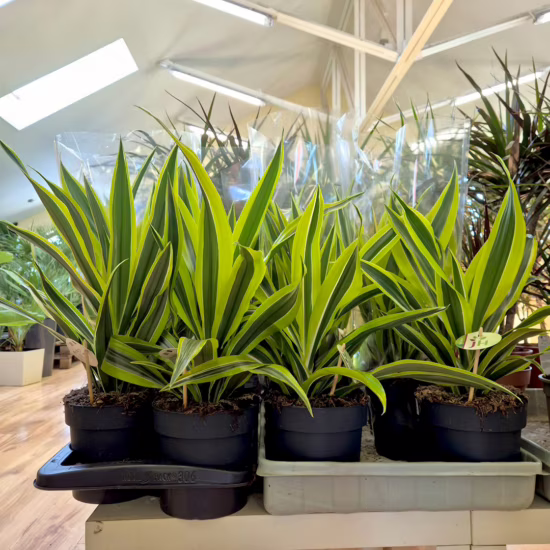 Dracena wonna (Dracaena fragrans 'Lemon Lime') 50cm