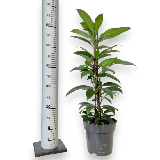 Fkus figowiec cyathistipula